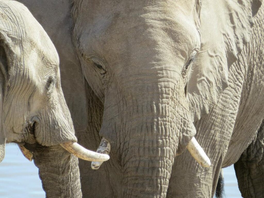 Elephant close up on a safari in Africa